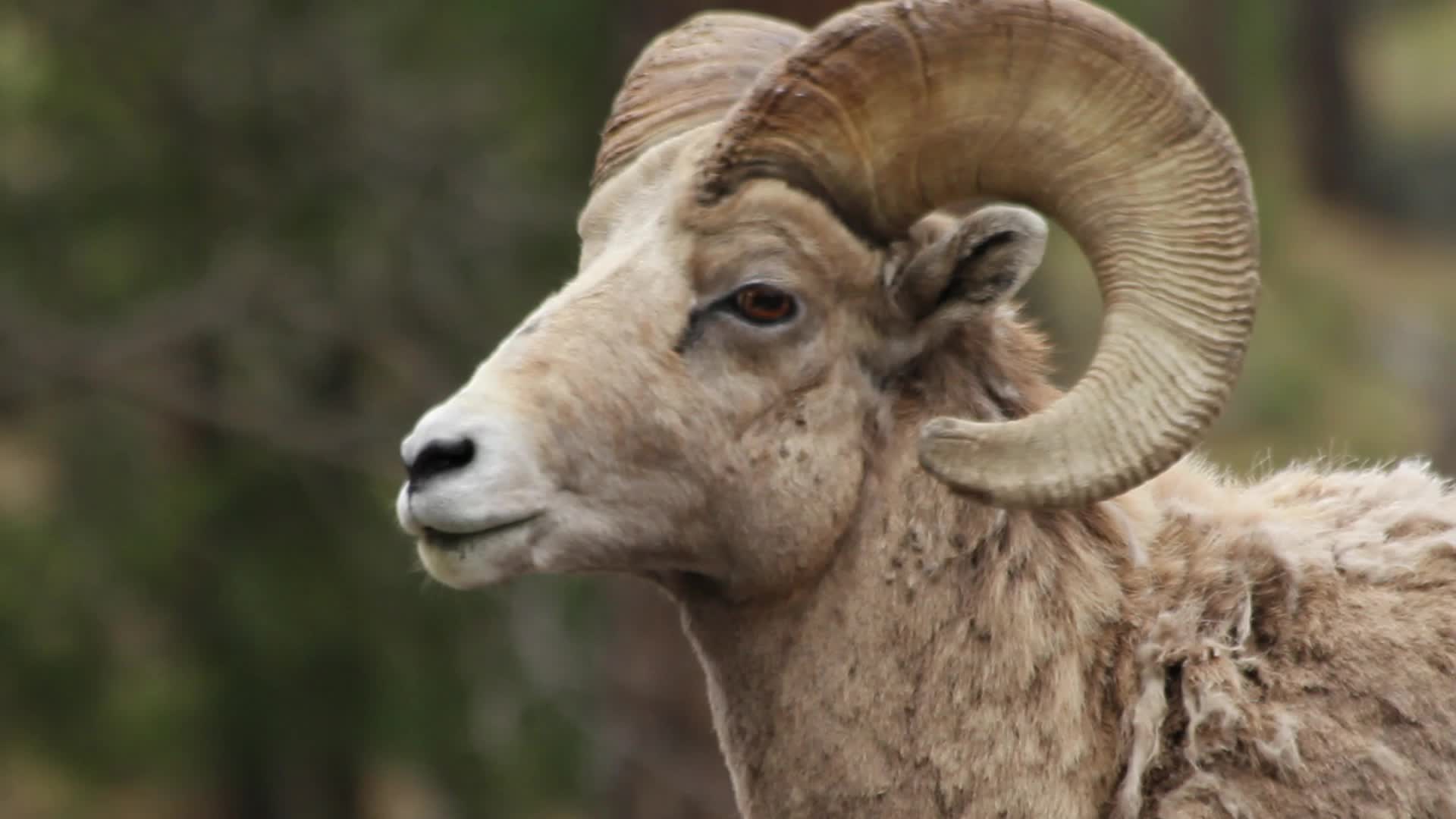 A ram's head