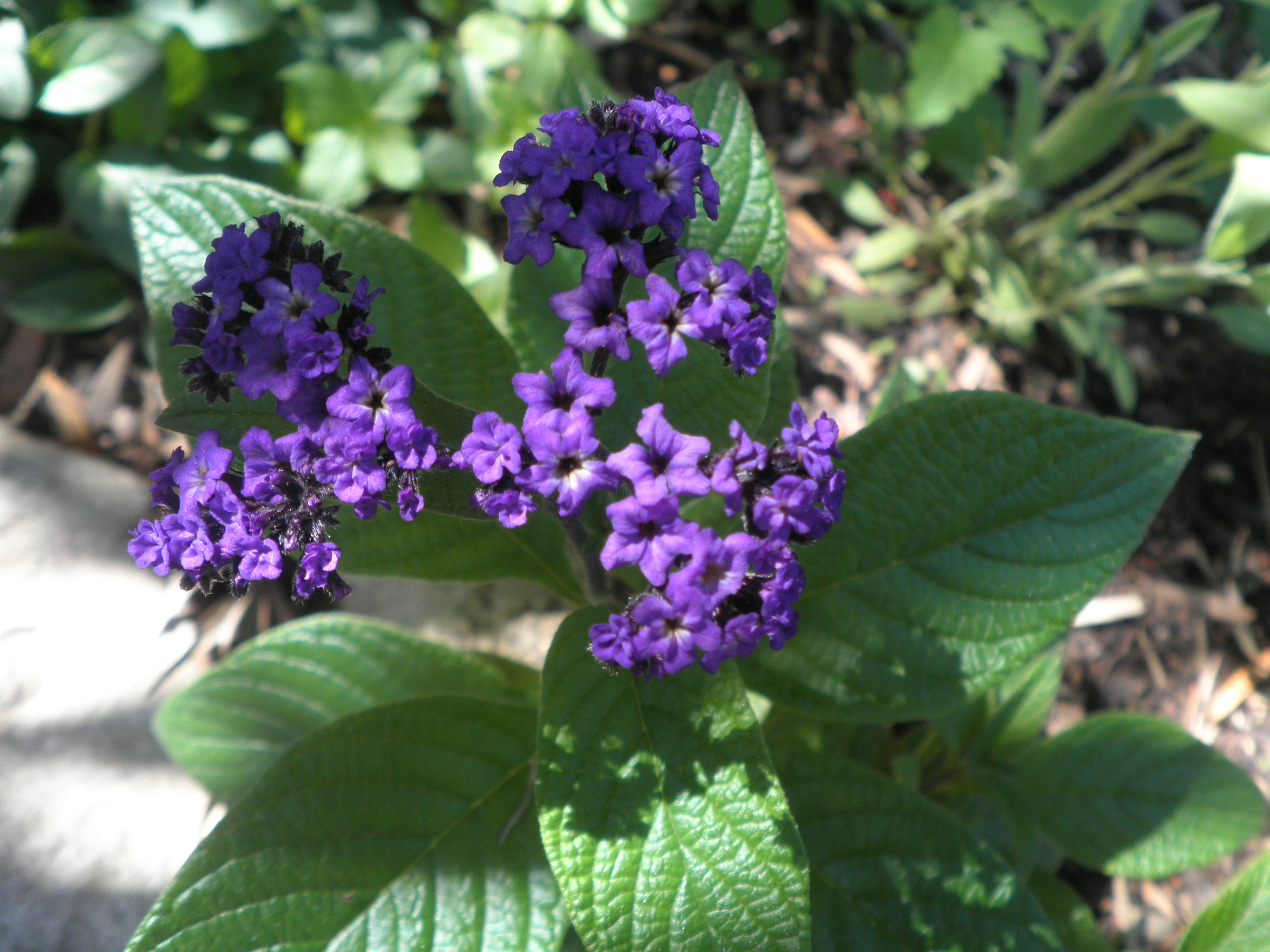 Heliotrope flowers
