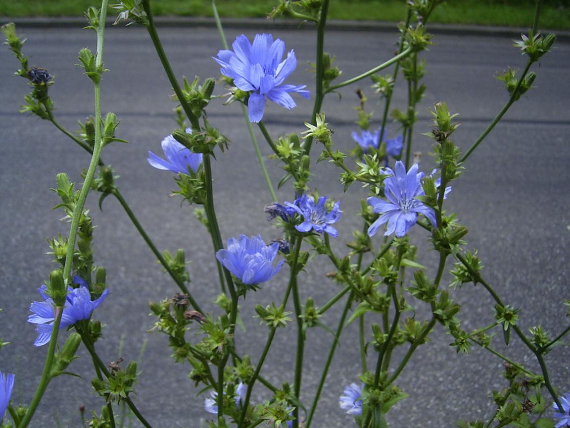 Chicory flowers